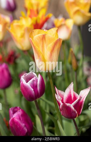 Close up of a yellow tulip with red tinged petals flowering in a spring garden border along with mixed red & white tulips in England, UK Stock Photo