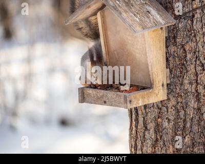 Grey fluffy squirrel eats nuts at the bird feeder in the winter park. Caring for animals in winter or autumn. Eurasian red squirrel, Sciurus vulgaris Stock Photo