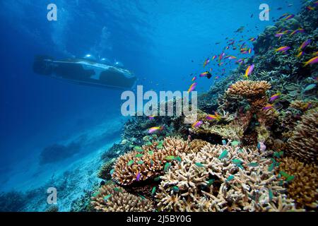 Tourists in the U-Boot Nemo 100, exploring a maldivian coral reef, Hotel Conrad Maldives Rangali Island, South-Ari atoll, Maldives, Indian ocean, Asia Stock Photo