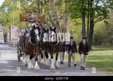 London Harness Horse Parade, South of England Centre, Ardingly West Sussex, UK Stock Photo