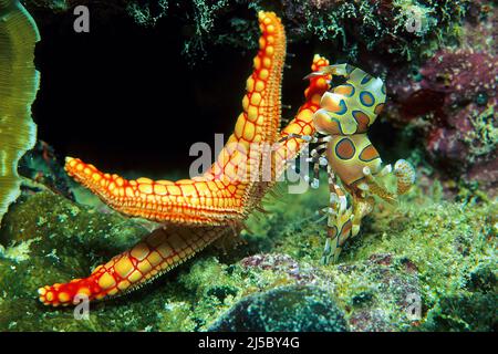 Harlequin shrimp (Hymenocera picta) turning a Pearl seastar or Necklace sea star (Fromia monilis) upside down for feeding, Maldives, Indisan Ocean Stock Photo