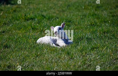 New born lambs in a grassy meadow Stock Photo