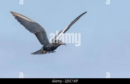 Adult Black tern (Chlidonias niger) hovers in blue sky with loud calling sounds Stock Photo