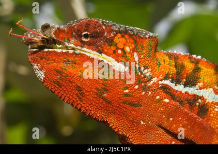 Panther Chameleon (Furcifer pardalis) eating an insect, Madagascar Stock Photo