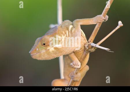 Female Panther Chameleon (Furcifer pardalis), Madagascar Stock Photo