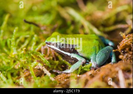 Green Mantella (Mantella viridis), Madagascar Stock Photo
