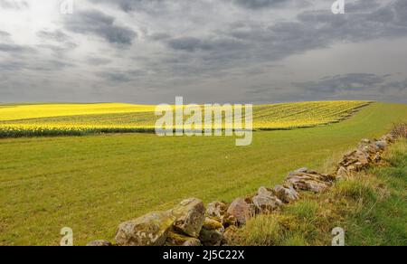 KINNEFF STONEHAVEN ABERDEENSHIRE SCOTLAND AN OLD STONE WALL AND A GREY SKY OVER FIELDS OF YELLOW DAFFODILS IN SPRING Stock Photo