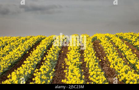 KINNEFF STONEHAVEN ABERDEENSHIRE SCOTLAND FARMLAND A GREY SKY OVER ROWS OF BRIGHT YELLOW DAFFODILS IN SPRING Stock Photo