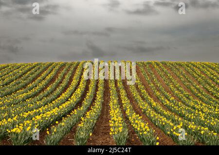 KINNEFF STONEHAVEN ABERDEENSHIRE SCOTLAND FARMLAND A GREY SKY OVER ROWS OF YELLOW DAFFODILS IN SPRING Stock Photo