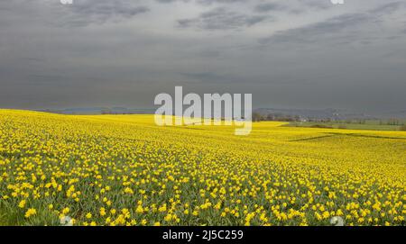 KINNEFF STONEHAVEN ABERDEENSHIRE SCOTLAND FARMLAND AND A GREY SKY OVER FIELDS OF YELLOW DAFFODILS IN SPRING Stock Photo