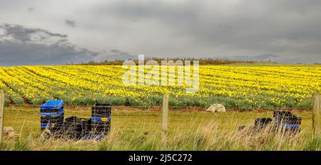 KINNEFF STONEHAVEN ABERDEENSHIRE SCOTLAND FARMLAND PICKERS CRATES AND A FIELD OF YELLOW DAFFODILS IN SPRING Stock Photo