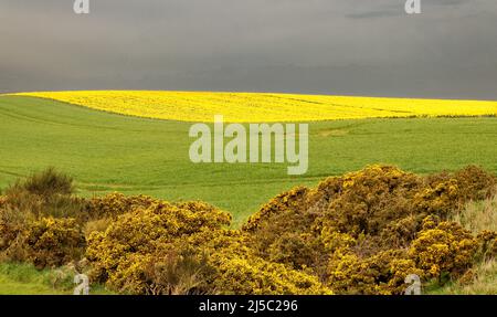 KINNEFF STONEHAVEN ABERDEENSHIRE SCOTLAND GOLDEN GORSE AND GREY SKY OVER FIELD OF YELLOW DAFFODILS IN SPRING Stock Photo