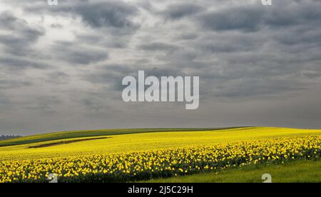 KINNEFF STONEHAVEN ABERDEENSHIRE SCOTLAND GREY SKY OVER FIELDS OF YELLOW DAFFODILS IN SPRING Stock Photo