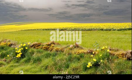 KINNEFF STONEHAVEN ABERDEENSHIRE SCOTLAND OLD STONE WALL AND A GREY SKY OVER FIELD OF YELLOW DAFFODILS IN SPRING Stock Photo