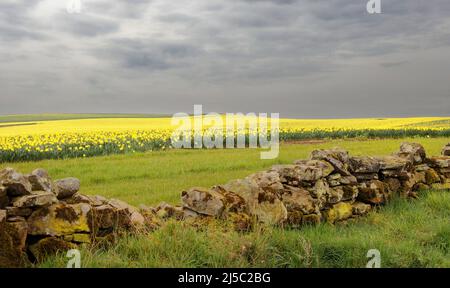 KINNEFF STONEHAVEN ABERDEENSHIRE SCOTLAND OLD STONE WALL AND A GREY SKY OVER FIELDS OF YELLOW DAFFODILS IN SPRING Stock Photo