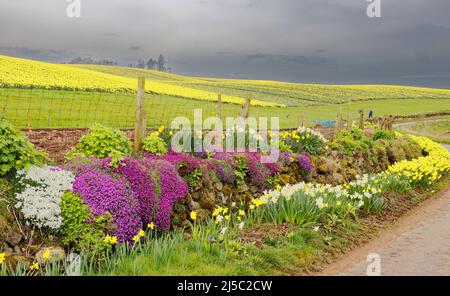 KINNEFF STONEHAVEN ABERDEENSHIRE SCOTLAND WALL OF GARDEN FLOWERS WITH PURPLE AUBRIETA AND FIELDS OF YELLOW DAFFODILS IN SPRING Stock Photo