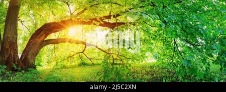 Old big linden tree with fresh young foliage. Stock Photo