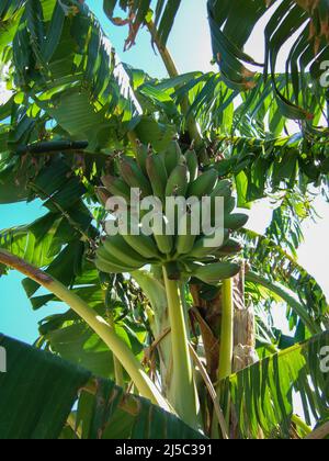 Green banana tree between the green palm leaves of the Spanish banana plant Stock Photo