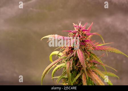 Blooming cannabis bud in the light of a plant lamp Stock Photo