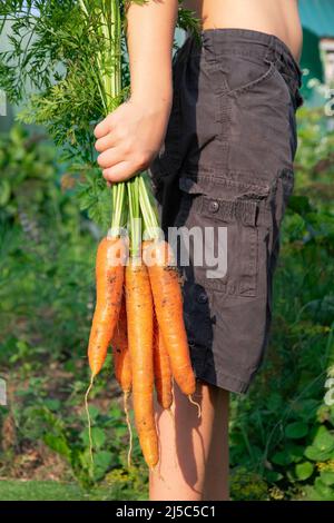In the frame, part of a boy in black shorts holding in his hand a bunch of fresh carrots with tops against a background of green leaves on a bright su
