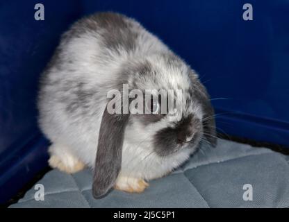 Grey and White Mini Lop Rabbit doe kit (9 weeks) Stock Photo