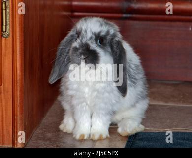 Grey and White Mini Lop Rabbit doe kit (9 weeks) Stock Photo