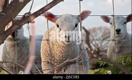 Lambs in a Field peering through a fence, Coedpoeth, North Wales Stock Photo