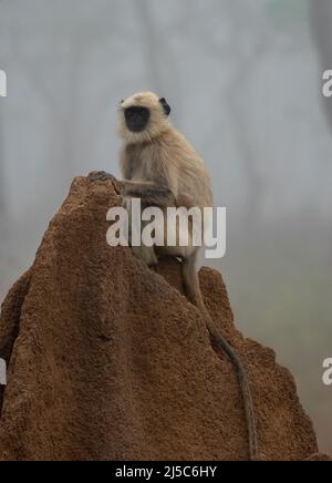 Black-faced Langur monkey sitting on a termite mound in Bandipur National Park, India Stock Photo