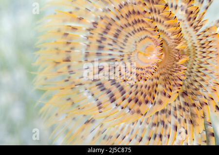 Sabella spallanzanii is a species of marine polychaete worms. Names include the Mediterranean fanworm, the feather duster worm, the European fan worm. Stock Photo