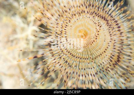 Sabella spallanzanii is a species of marine polychaete worms. Names include the Mediterranean fanworm, the feather duster worm, the European fan worm. Stock Photo