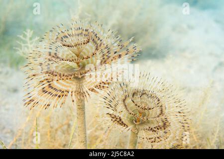 Sabella spallanzanii is a species of marine polychaete worms. Names include the Mediterranean fanworm, the feather duster worm, the European fan worm. Stock Photo