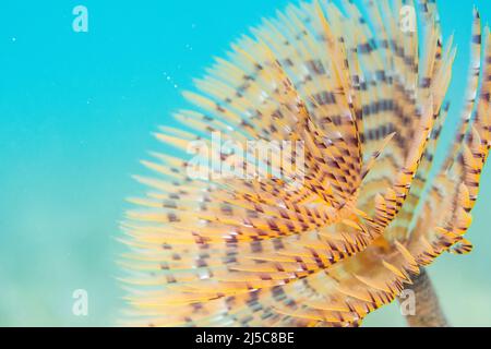Sabella spallanzanii is a species of marine polychaete worms. Names include the Mediterranean fanworm, the feather duster worm, the European fan worm. Stock Photo