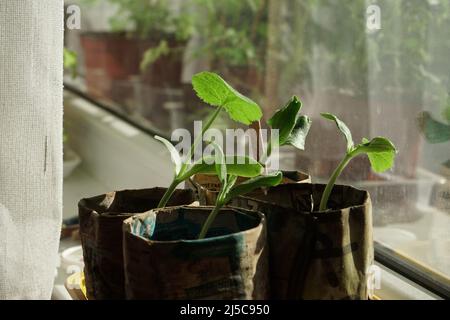 Plant seedlings on a window sill at home. Sample of planting seeds in the paper pots of 'do it yourself' form. The cucumber plants growing pattern. Stock Photo