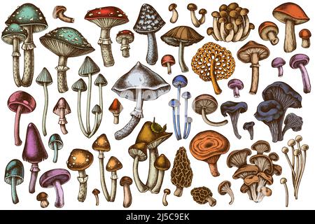 Forest mushrooms hand drawn vector illustrations collection. Colored mushrooms, fly agaric, blewit, etc. Stock Vector