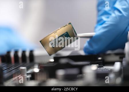 Engineer is holding microprocessor tweezers from motherboard Stock Photo