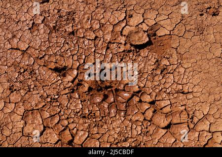Dried, shiny, cracked mud puddle on a path in Lanzarote. It looks like chocolate. Stock Photo