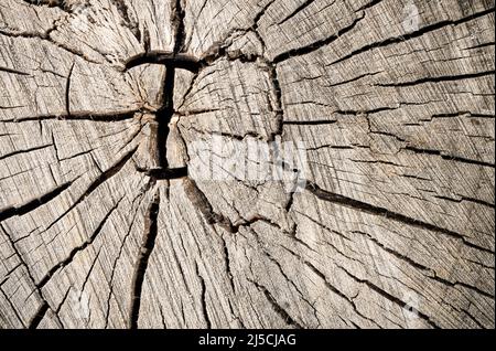 Abstract tree stump texture, old crack wood Stock Photo