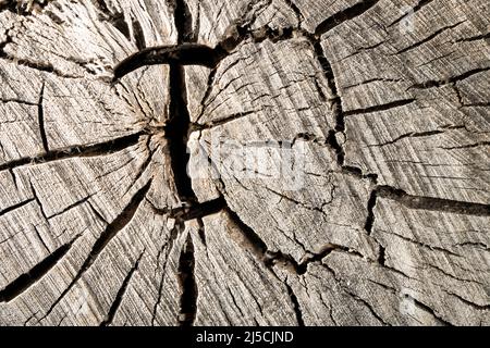 Abstract tree stump texture, old crack wood Stock Photo
