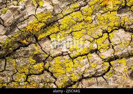 lichen on the bark of a tree Stock Photo