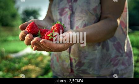 A handful fresh strawberries in elderly woman farmer hands. Sharing fresh strawberries from the garden. Harvesting fresh strawberries in field. Stock Photo