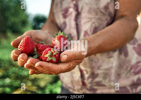 A handful fresh strawberries in elderly woman farmer hands. Sharing fresh strawberries from the garden. Harvesting fresh strawberries in field. Stock Photo