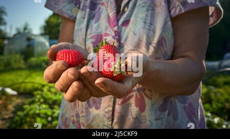 A handful fresh strawberries in elderly woman farmer hands. Sharing fresh strawberries from the garden. Harvesting fresh strawberries in field. Stock Photo