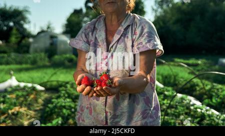 A handful fresh strawberries in elderly woman farmer hands. Sharing fresh strawberries from the garden. Harvesting fresh strawberries in field. Stock Photo