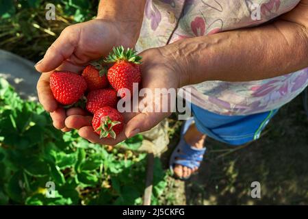 A handful fresh strawberries in elderly woman farmer hands. Sharing fresh strawberries from the garden. Harvesting fresh strawberries in field. Stock Photo