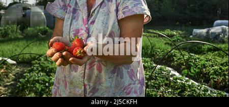 A handful fresh strawberries in elderly woman farmer hands. Sharing fresh strawberries from the garden. Harvesting fresh strawberries in field. Stock Photo