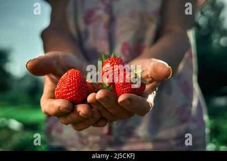 A handful fresh strawberries in elderly woman farmer hands. Sharing fresh strawberries from the garden. Harvesting fresh strawberries in field. Stock Photo