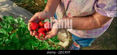 A handful fresh strawberries in elderly woman farmer hands. Sharing fresh strawberries from the garden. Harvesting fresh strawberries in field. Stock Photo