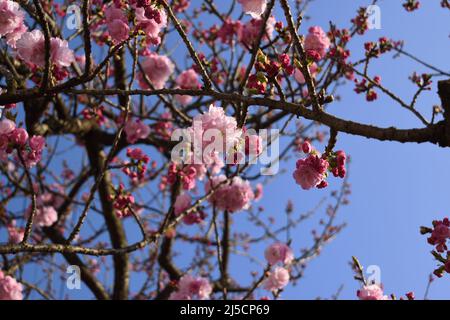 Double cherry blossom branches and buds, also known as yae zakura, a type of sakura with multiple layers of petals, in full bloom, Japan Stock Photo