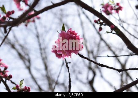 Peach blossom in full bloom, in the middle with branches as photo frame. Stock Photo