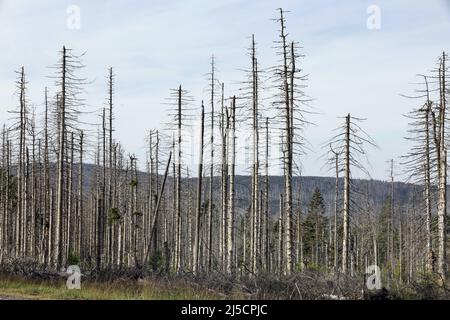 Oderbrueck, DEU, 19.07.2020 - Dead spruces, due to infestation of bark beetles. The gray silhouettes of dead spruces tower into the sky or lie wildly on top of each other. But even though many dead trees can be seen, this forest is as alive and dynamic as rarely before. In the national park Harz bark beetles are not fought. They help to turn formerly managed forests back into natural, wild forests with a variety of structures. [automated translation] Stock Photo